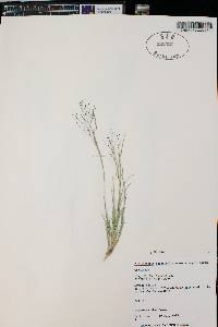 Muhlenbergia asperifolia image