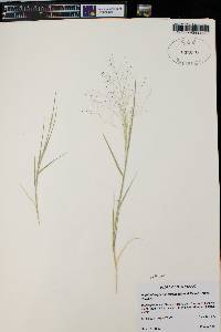 Muhlenbergia asperifolia image