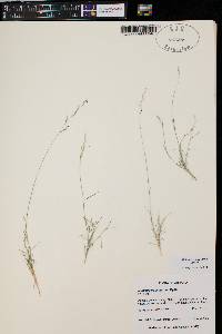 Muhlenbergia thurberi image