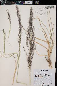 Muhlenbergia emersleyi image