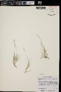 Muhlenbergia filiformis image