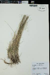 Muhlenbergia montana image