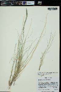 Muhlenbergia pauciflora image