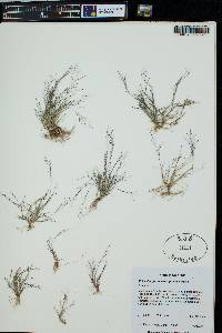 Muhlenbergia ramulosa image