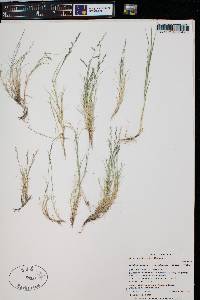 Muhlenbergia richardsonis image