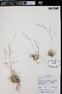 Muhlenbergia torreyi image