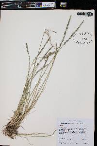 Muhlenbergia wrightii image