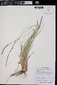 Muhlenbergia wrightii image