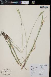 Oryzopsis asperifolia image