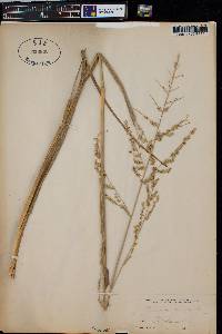 Panicum latifolium image