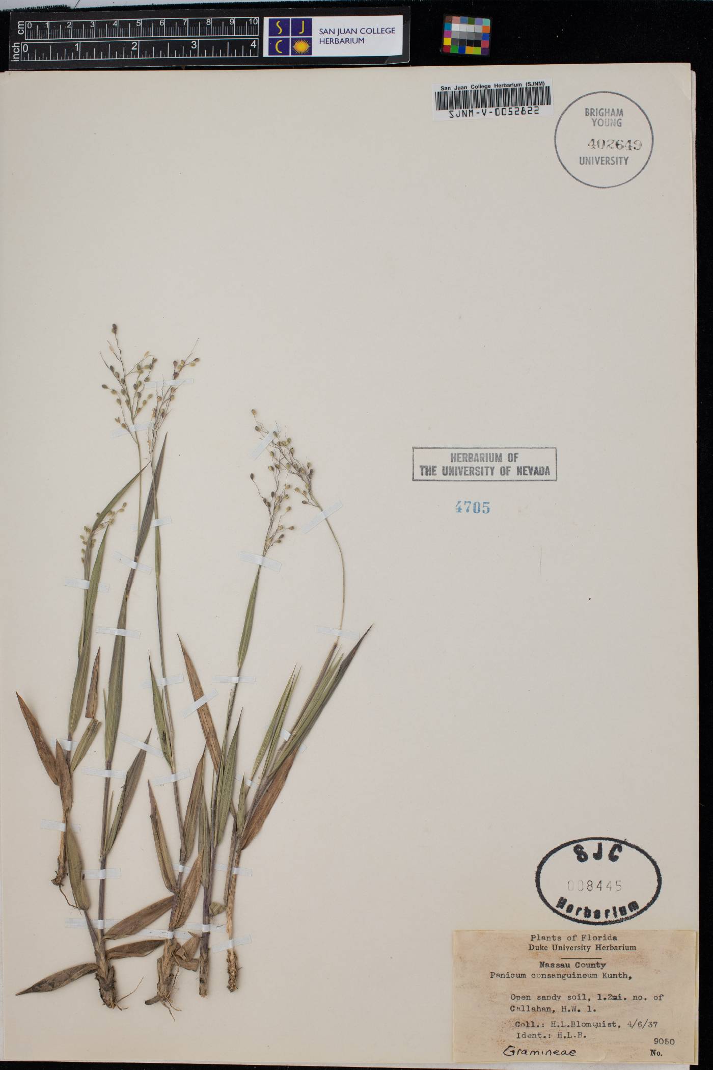 Panicum consanguineum image