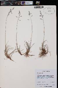 Poa arctica image