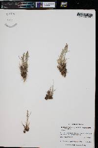 Poa glauca subsp. rupicola image