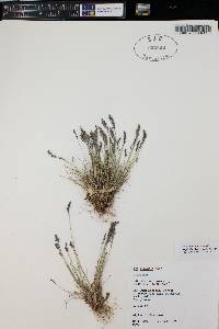 Poa glauca subsp. rupicola image