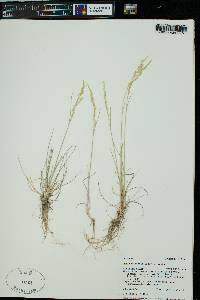 Poa secunda var. nevadensis image