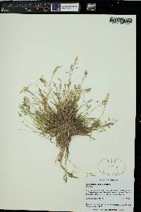 Poa reflexa image