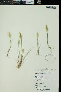 Polypogon monspeliensis image