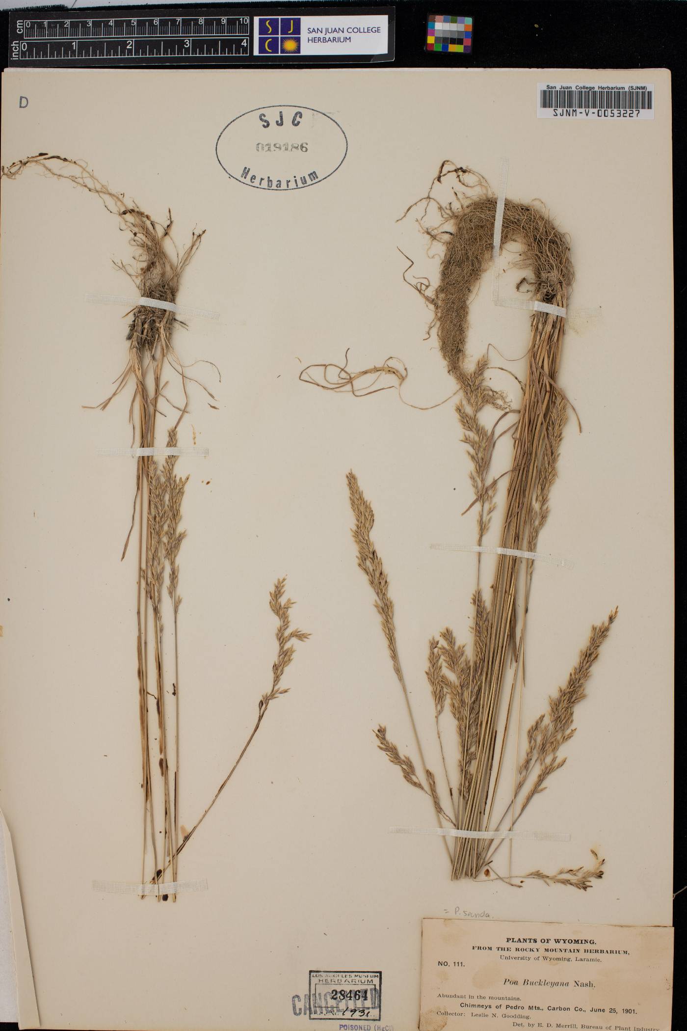 Poa secunda var. nevadensis image