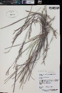 Schizachyrium scoparium subsp. scoparium image