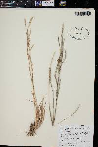 Schizachyrium scoparium subsp. scoparium image