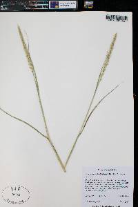 Setaria leucopila image