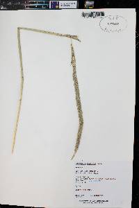 Sporobolus giganteus image