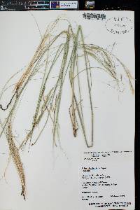 Hesperostipa comata image