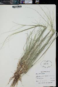 Hesperostipa comata image