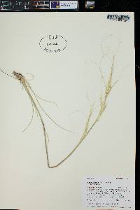 Hesperostipa comata subsp. comata image