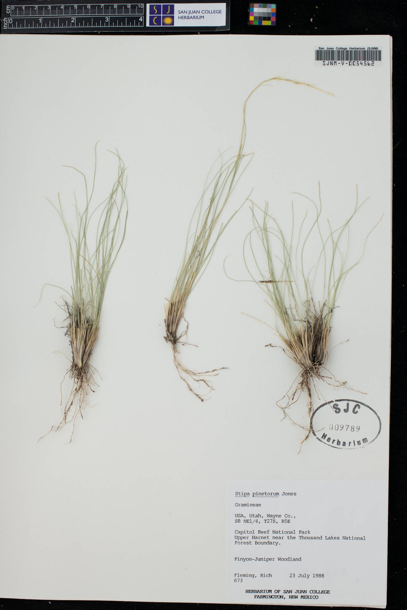 Achnatherum pinetorum image