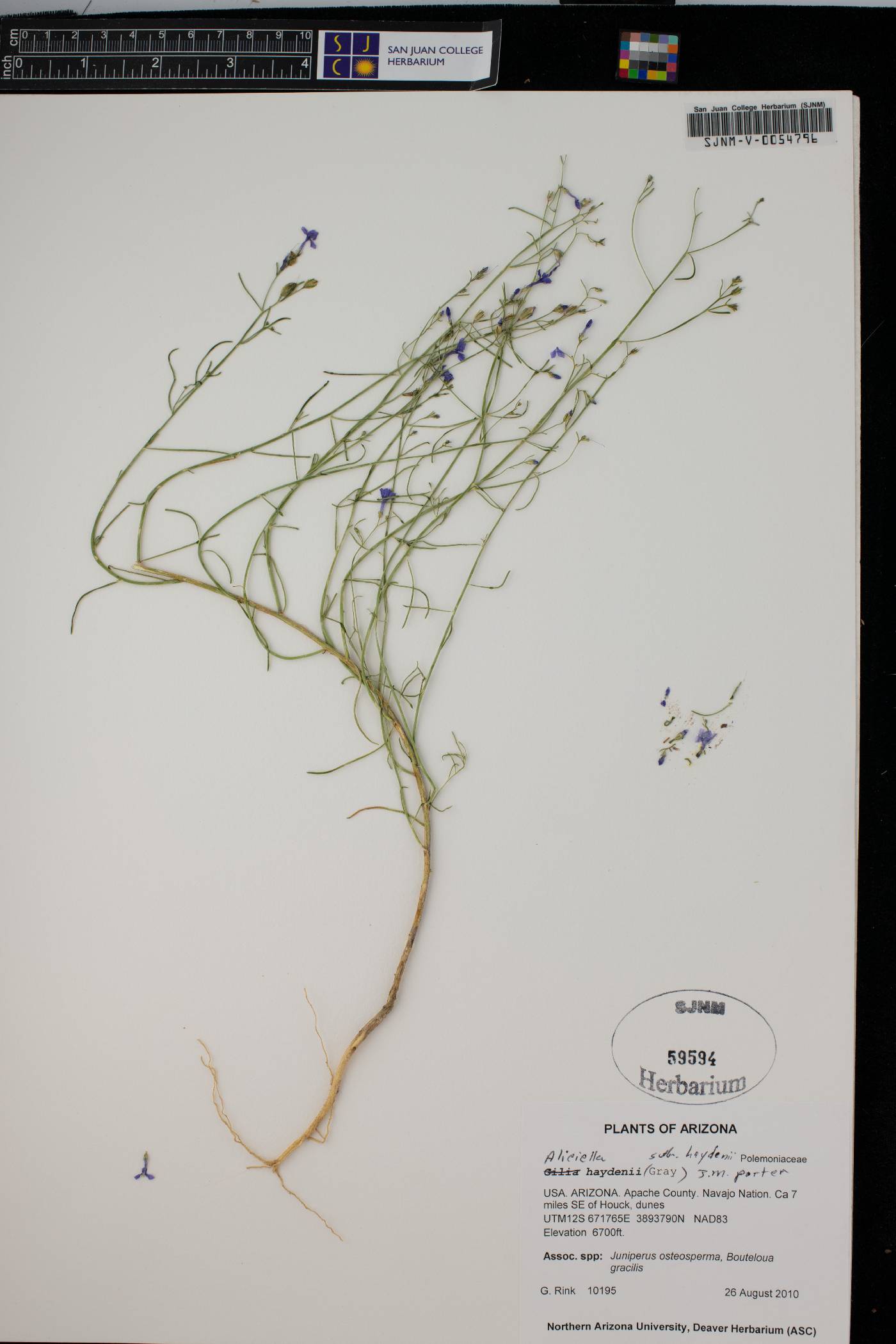 Aliciella haydenii subsp. haydenii image