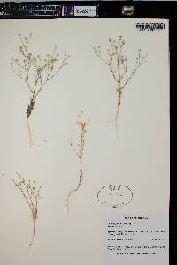 Aliciella leptomeria image