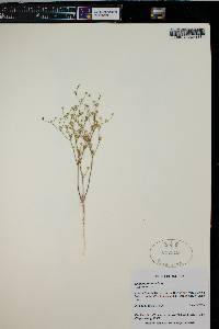 Aliciella leptomeria image