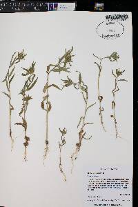 Collomia linearis image