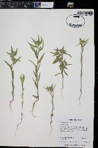 Collomia linearis image