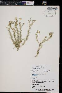 Dayia scabra image