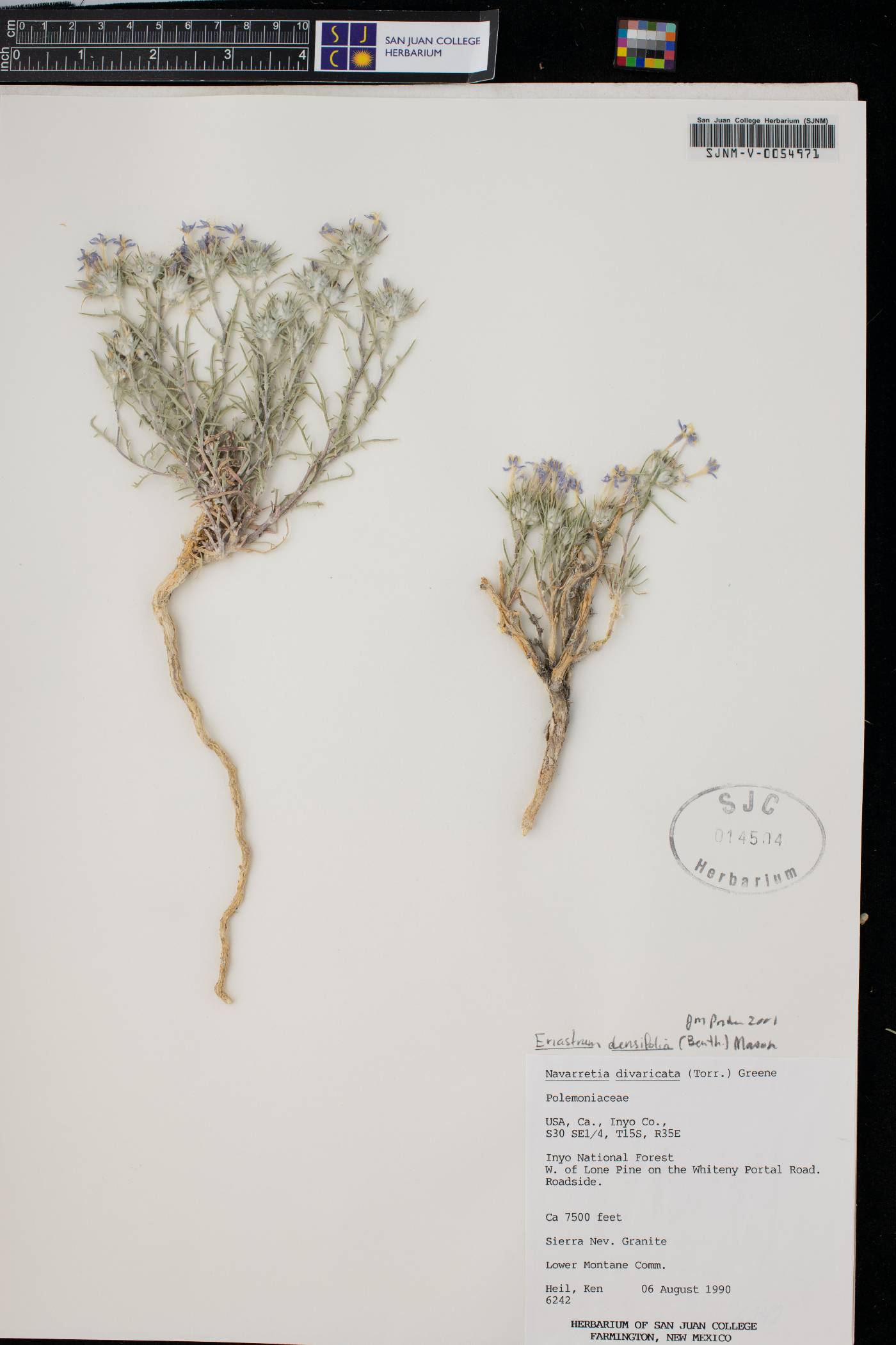 Navarretia divaricata image