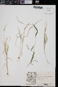 Setaria arizonica image