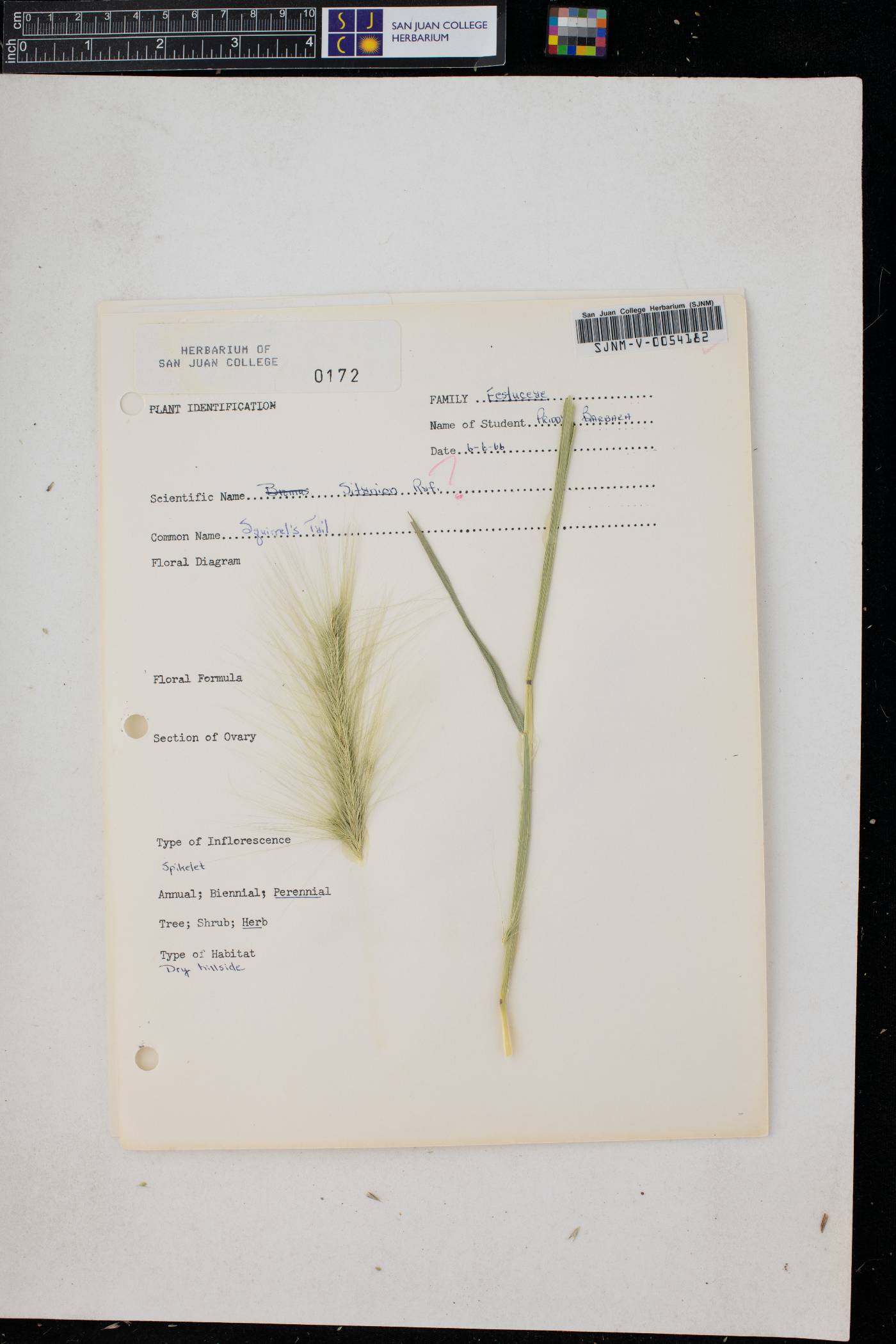 Elymus elymoides subsp. elymoides image