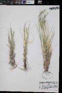 Elymus elymoides subsp. elymoides image