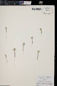 Eriastrum diffusum image