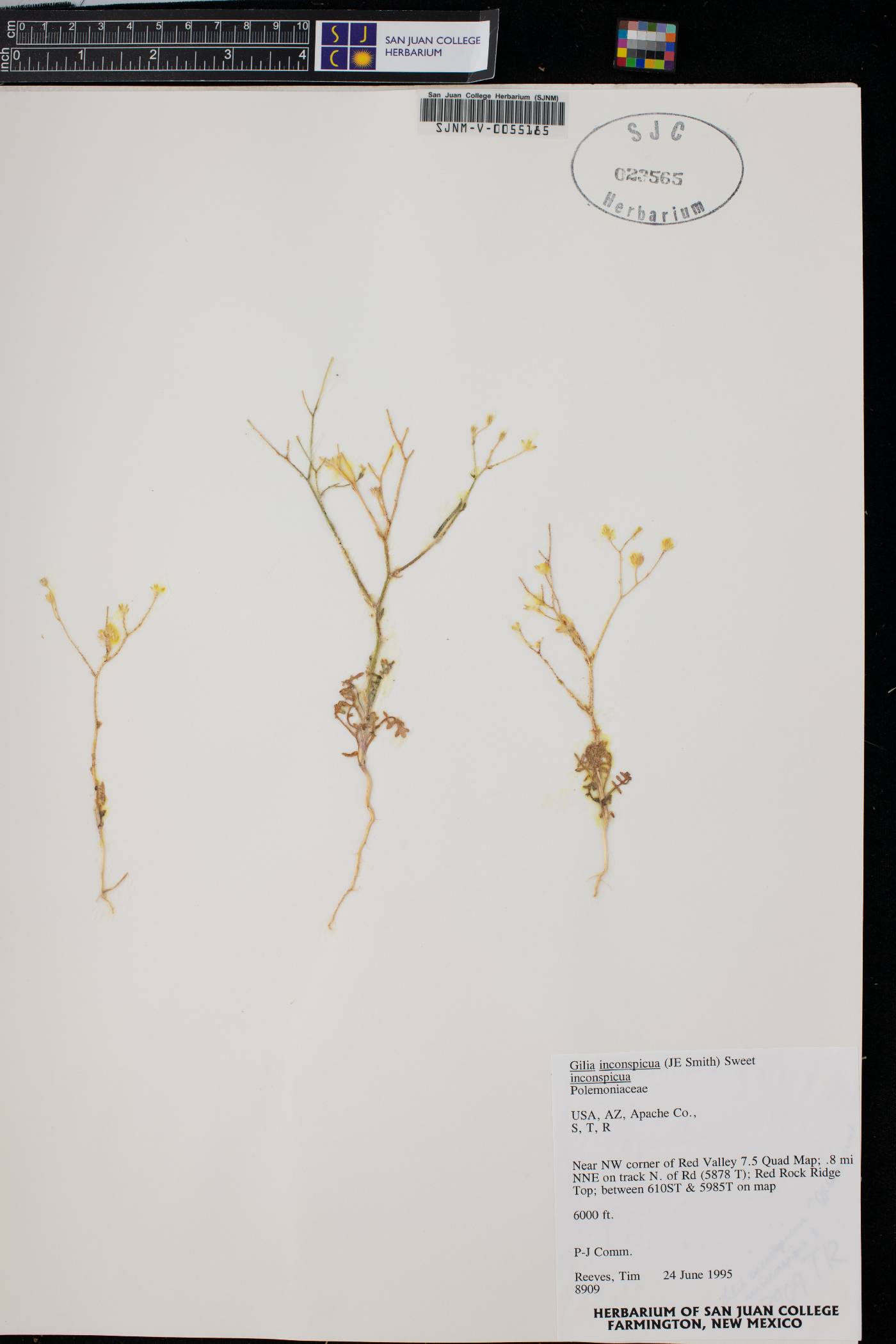 Gilia inconspicua subsp. inconspicua image
