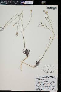 Gilia cana var. triceps image