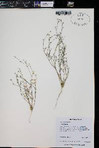 Gilia stellata image