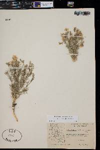 Giliastrum acerosum image