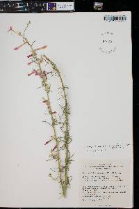 Ipomopsis aggregata subsp. formosissima image