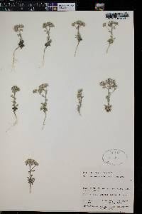 Ipomopsis congesta var. congesta image