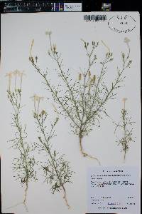 Ipomopsis longiflora image