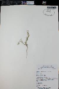 Ipomopsis multiflora image