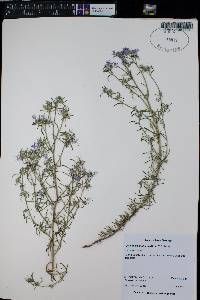 Ipomopsis multiflora image